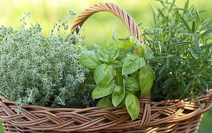 Kräuter auf dem Balkon Korb mit Kräutern
