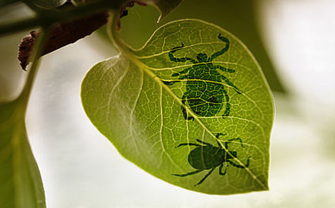 Borreliose & Mileusanierung Zwei Zecken auf einem Blatt