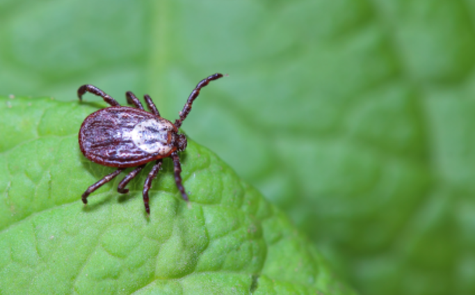 Borreliose und Entgiftung nach Klinghardt Die Zecke, die auf einem grünen Blatt im Wald wartet