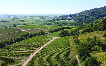 Pestizidbelastung am Oberrhein
