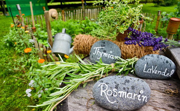 Heilmittel aus dem Garten Kräutergarten, Steinen mit Kräuternamen